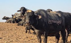 مطالبة نيابية بتعويض المتضررين من انتشار الحمى القلاعية